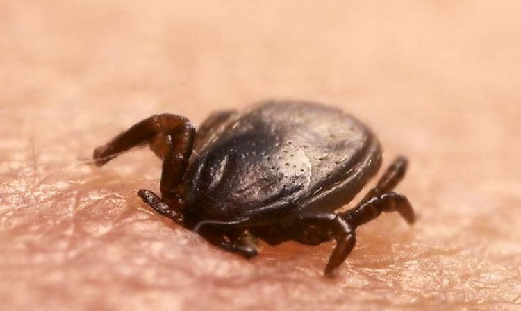 New natural focus of tick-borne encephalitis identified